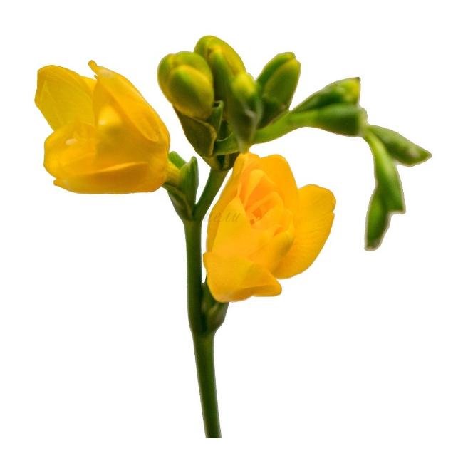 Желтая фрезия