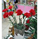 Красная Гвоздика